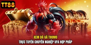 Xem Đá Gà Thomo Trực Tuyến Chuyên Nghiệp Và Hợp Pháp
